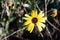 ENCELIA CALIFORNICA BLOOM - BALLONA FWM - 012621 A