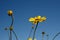 ENCELIA CALIFORNICA BLOOM - BALLONA FWM - 012621 B