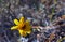 Encelia californica, California brittlebush