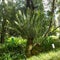 Encephalartos altensteinii, Eastern Cape giant, palm, botanic
