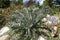 Encephalartos Horridus or Eastern Cape Blue cycad in rockery garden