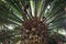 Encephalartos laurentianus shrub. Subtropical cycad evergreen palm like plant with red cones. Cycas.