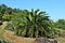 Encephalartos plant palm evergreen