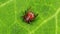 Encephalitis tick creeps on leaf of plant in forest. Tick causing lyme desease and borreliosis.