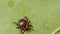 Encephalitis tick creeps on leaf of plant in forest. Tick causing lyme desease and borreliosis.