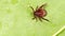 Encephalitis tick creeps on leaf of plant in forest. Tick causing lyme desease and borreliosis.