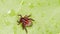 Encephalitis tick creeps on leaf of plant in forest. Tick causing lyme desease and borreliosis.