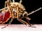 Encephalitis, Yellow Fever, Malaria Disease, Mayaro or Zika Virus Infected Culex Mosquito Parasite Insect Isolated on Black