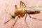 Encephalitis, Yellow Fever, Malaria Disease, Mayaro or Zika Virus Infected Culex Mosquito Parasite Insect on Skin