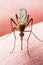 Encephalitis, Yellow Fever, Malaria Disease or Zika Virus Infected Culex Mosquito Parasite Insect Macro