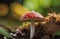 Enchant the beauty of mushrooms at close range