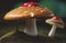 Enchant the beauty of mushrooms at close range