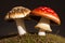 Enchant the beauty of mushrooms at close range