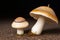 Enchant the beauty of mushrooms at close range