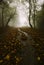 Enchanted autumn forest with fog