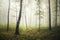 Enchanted autumn forest with fog through trees