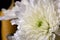 Enchanted Beauty: Macro Shot of White Chinese Aster Bedecked in Dew