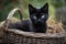 Enchanted Black Kitten in a Mystical Wicker Basket (AI Generated)