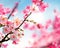 Enchanted Cherry Blossom Garden