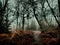 Enchanted dark forest in deep fog