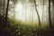 Enchanted dark forest with mysterious fog in autumn