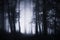 Enchanted dark woods with fog and mysterious light