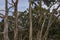 Enchanted Eucalyptus Woodland: A Serene Escape in Northern Spain\\\'s Laredo Village