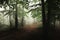 Enchanted foggy forest trail. Mystic woodland in rainy day