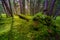 Enchanted forest landscape with moss, ferns and sunbeams between trees,