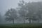 Enchanted forest. Misty, spooky path in a forest with majestic trees