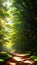 Enchanted Forest Path with Sunlight Peeking Through Foliage