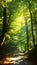 Enchanted Forest Path with Sunlight Peeking Through Foliage