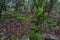 The enchanted forest on the `veliki Brijun` island