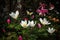 Enchanted garden: Magnolias, tulips, roses, lilies and butterflies dancing amid the vibrant colors., generative IA