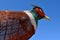 Enchanted Highway steel structure of PHEASANTS  on the Prairie