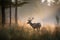 Enchanted Morning: A Deer in the Misty Forest created using generative AI