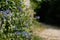 Enchanted Pathway: Blue Flowers Lining a Garden Walkway