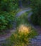 Enchanted Pathways: Majestic Forest Road in Summer Morning