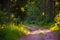 Enchanted Pathways: Majestic Forest Road in Summer Morning