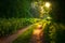 Enchanted Pathways: Majestic Forest Road in Summer Morning