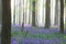 Enchanted pristine spring beech forest with a wild flower carpet of bluebells