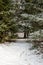 Enchanted Snowscape: Exploring Pokainu Mezs\\\' Snowy Fir Forest Path in Latvija