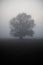 Enchanted tree in the fog, autumn photograpgy