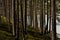 enchanted wood scenery with tree trunks