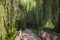 Enchanted wooden bridge with weeping willows.