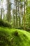 Enchanted woodland, forest floor UK