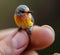 Enchanting AI-Generated Macro: Tiny Bird Perched on a Finger