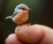 Enchanting AI-Generated Macro: Tiny Bird Perched on a Finger