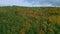 Enchanting autumn forest: A golden canopy from above