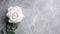 Enchanting Beauty: White Rose Flower on Grey Surface with Captivating Aura